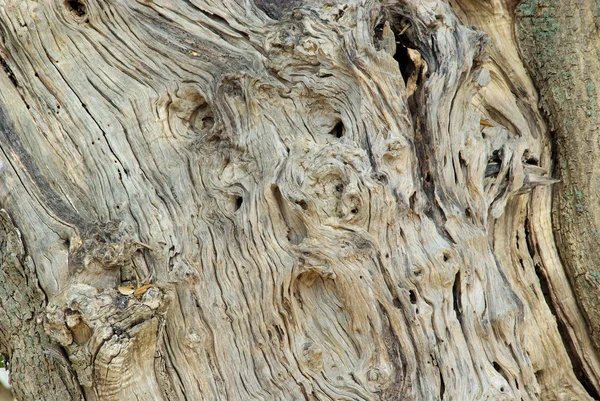 Zeytin ağacının gövde — Stok fotoğraf