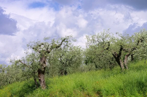 Olivenbaum in der Toskana — Stockfoto