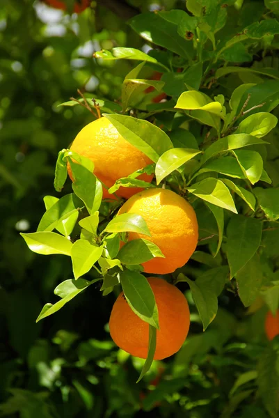 Ağaçtaki portakal meyvesi — Stok fotoğraf
