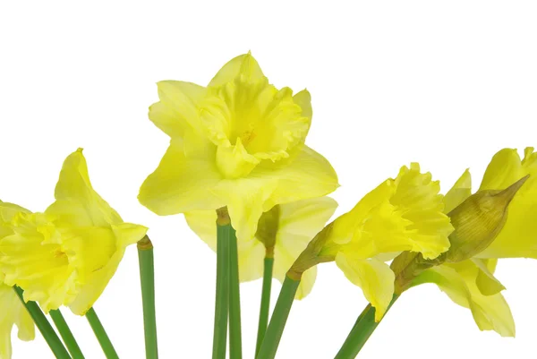 Daffodil on white — Stock Photo, Image