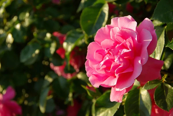 Close-up Rose — Stockfoto