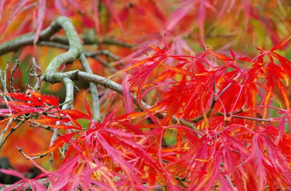 Acer palmatum — Stock Photo, Image
