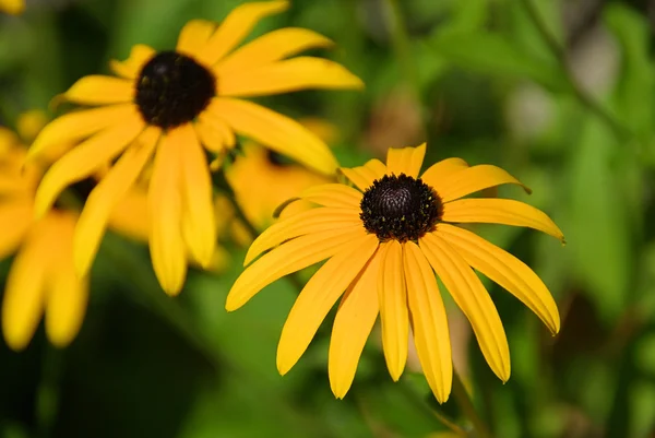 Close-up black-eyed Susan — Stockfoto