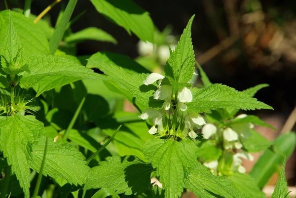 Κινηματογράφηση σε πρώτο πλάνο deadnettle — Φωτογραφία Αρχείου