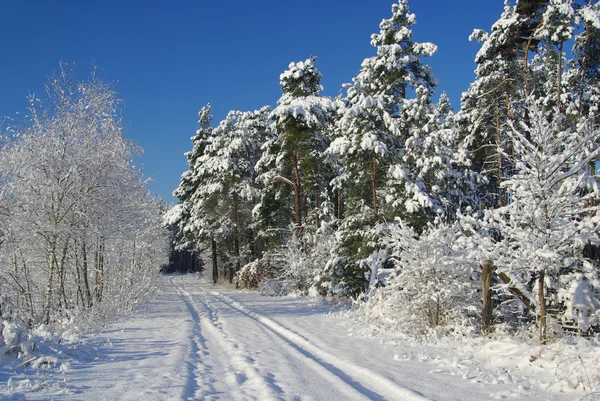 Foresta in inverno — Foto Stock