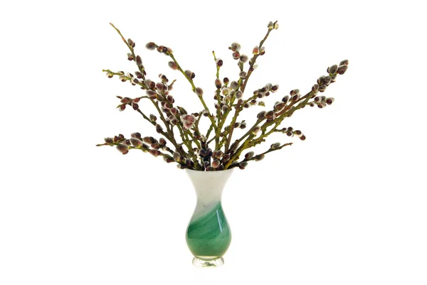 Close-up catkin in the vase — Stock Photo, Image