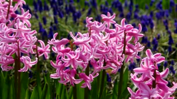 Close-up hyacinth — Stock Video