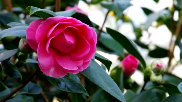 Japanse camellia — Stockvideo