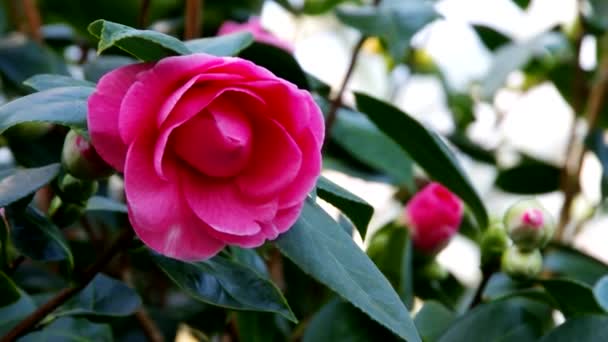 Japanese camellia — Stock Video