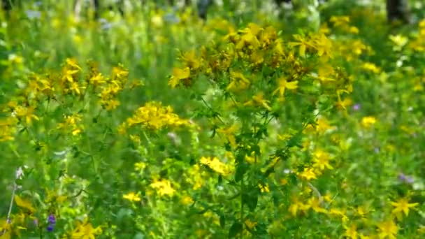 St Johns wort — Stockvideo