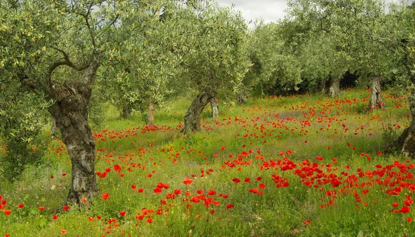 Poppy and olive tree — Stock Photo, Image