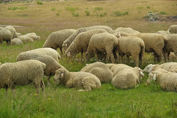 Sheep in field — ストック写真