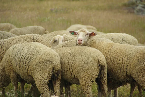 Schapen in veld — Stockfoto