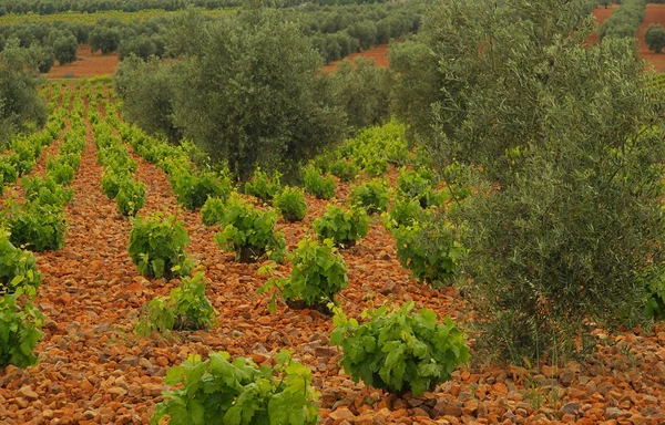 Vignoble dans l'oliveraie — Photo