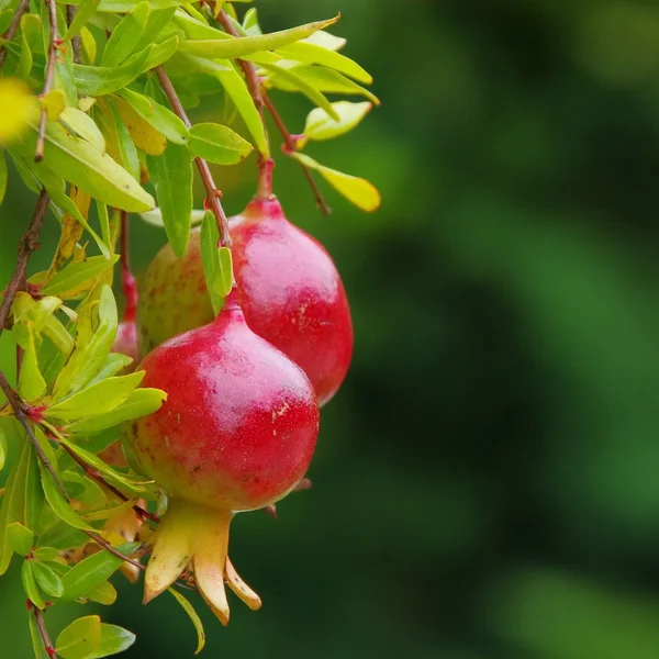 Pomegranate — Stock Photo, Image