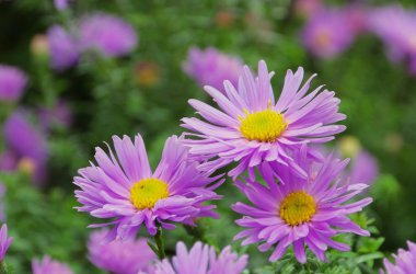 Aster novi belgii 