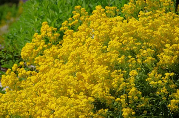 Aurinia saxatilis — kuvapankkivalokuva