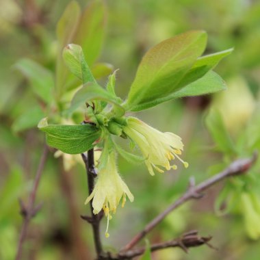 Lonicera kamtschatica çiçeği 