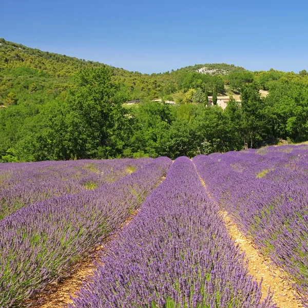 Campo di lavanda — Foto Stock