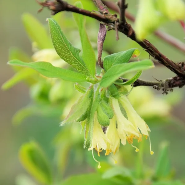 Lonicera kamtschatica çiçeği — Stok fotoğraf