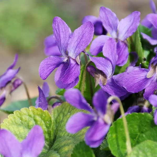 Close-up Viola odorata — Fotografia de Stock