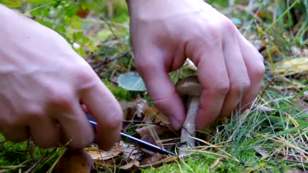 Cogumelo fresco cortado — Vídeo de Stock