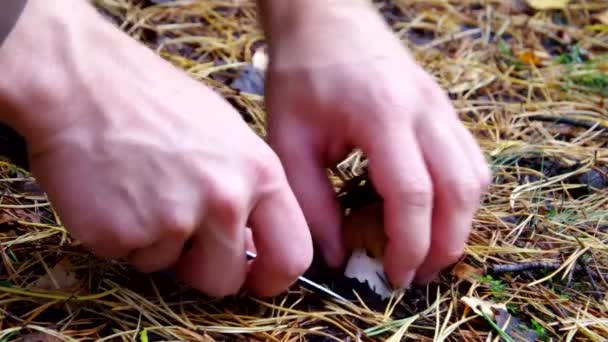 Ciuperci proaspete tăiate — Videoclip de stoc
