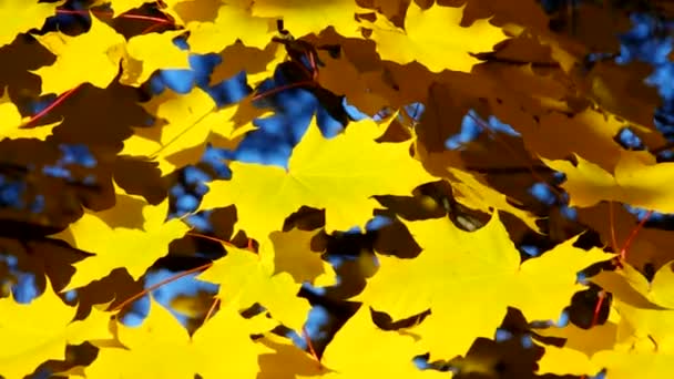 Close-up maple leaves — Stock Video