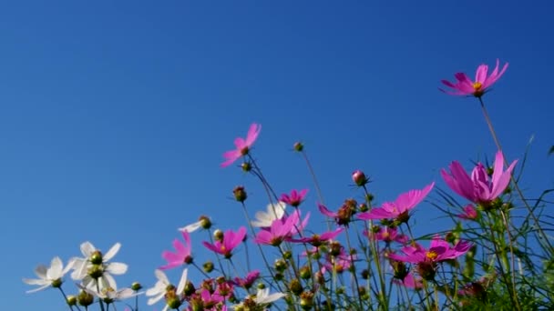 Крупний план Cosmea — стокове відео