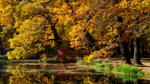 秋のオークの木 — ストック動画