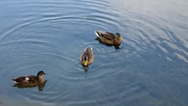 Ducks in the lake — Stock Video