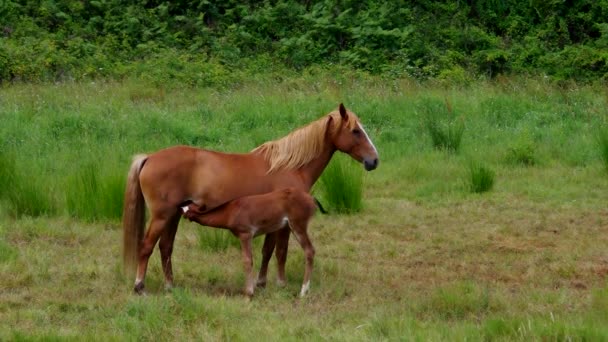 Cheval pâtureur — Video