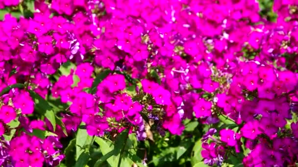 Primo piano Phlox — Video Stock