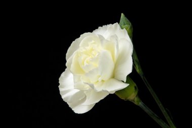 yakın çekim karanfil