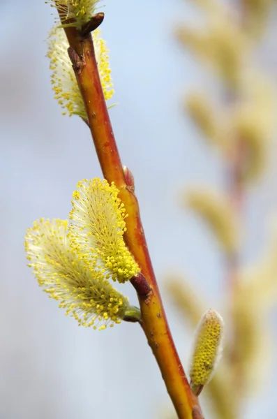 Catkin — Stock Photo, Image