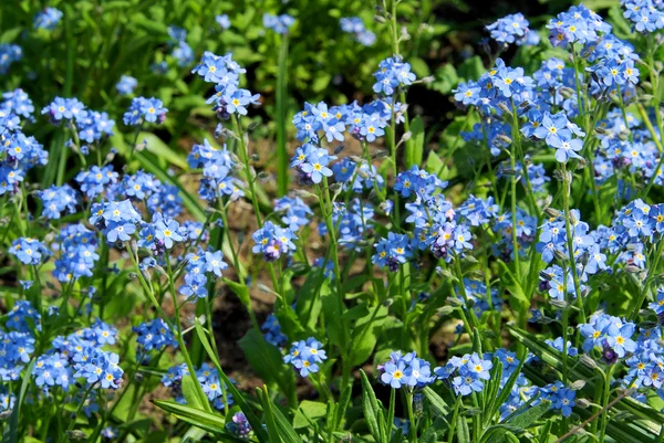 Forget-me-not — Stock fotografie