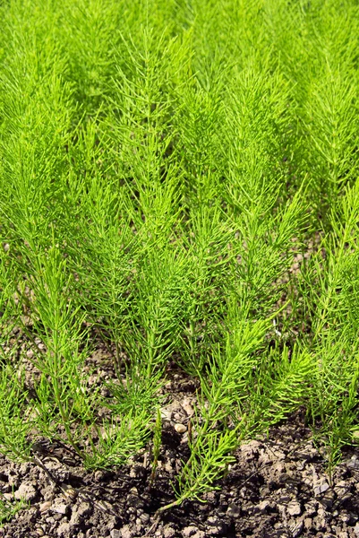 Fältet åkerfräken — Stockfoto