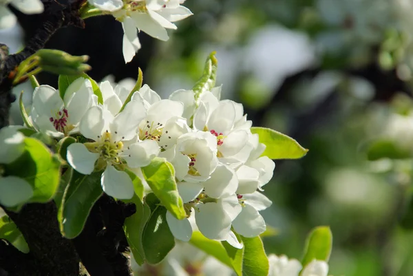 Floração da árvore de pêra — Fotografia de Stock