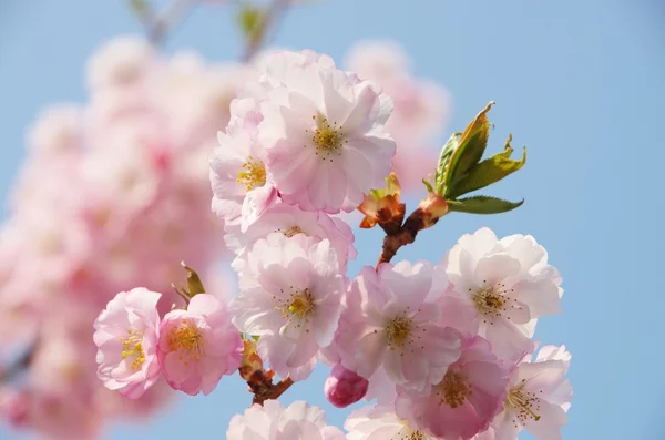 特写樱花 — 图库照片