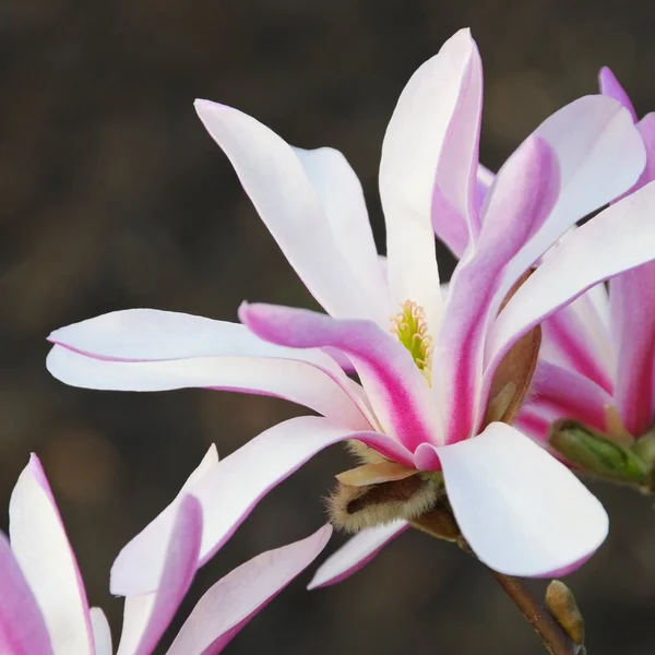 Close-up magnolia — Stock Photo, Image