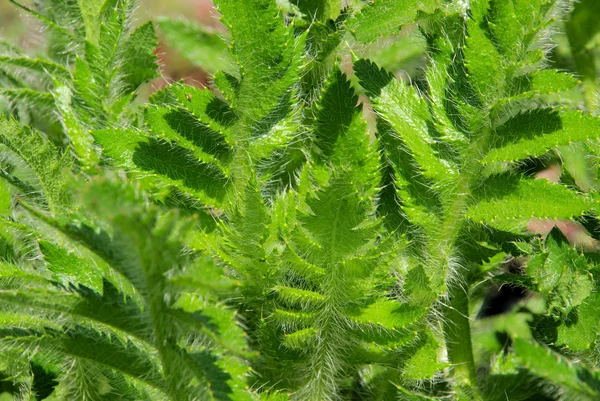 Leaves from oriental poppy — Stock Photo, Image