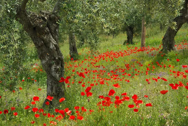 Poppy and olive tree — Stock Photo, Image