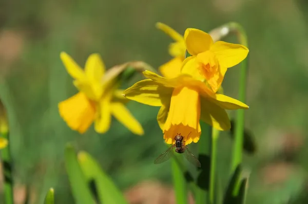 Close-up NARCIS — Stockfoto