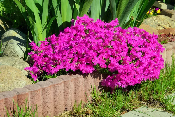 Moss phlox — Stockfoto