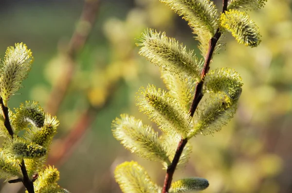 Közeli kép: catkin — Stock Fotó