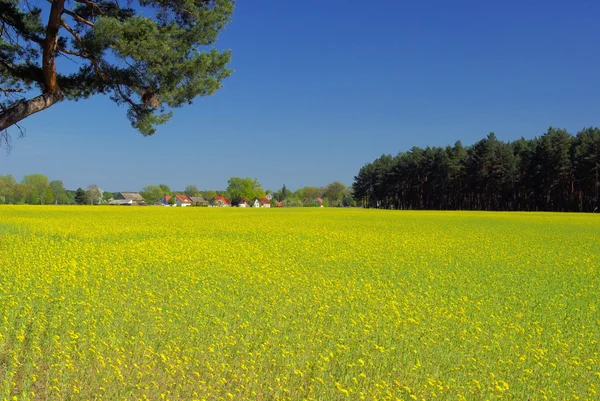 Rapsfeld und Dorf — Stockfoto