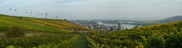 Grünhain wijngaard — Stockfoto