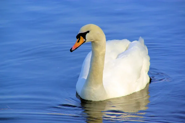 Close-up zwaan — Stockfoto