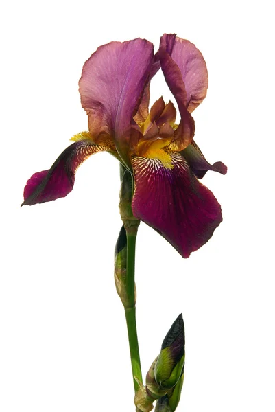 Iris de primer plano — Foto de Stock