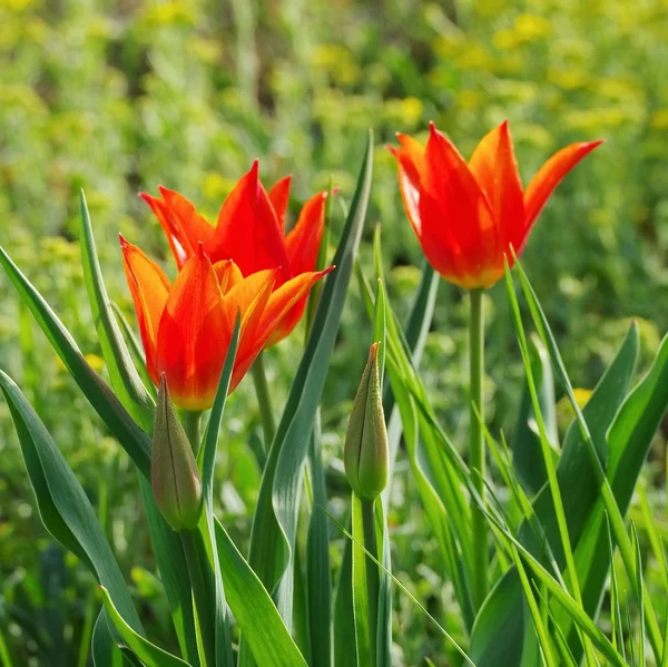 Tulpenrot — Stockfoto